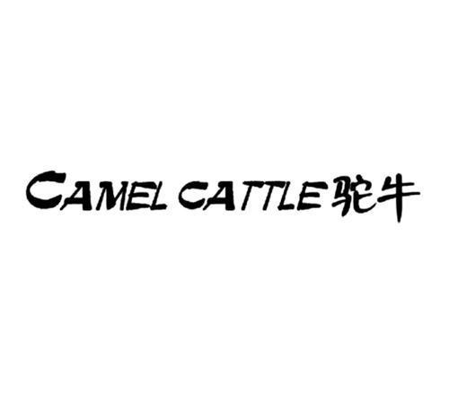 驼牛 CAMEL CATTLE
